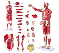 Modelo Anatómico Humano con Músculos, 27 Piezas, 33 Pulgadas, 1/2 Tamaño | Músculos y Órganos Extraíbles, Estructuras Numeradas, PVC Pintado a Mano, Manual a Color, Estudio de Anatomía y Fisiología