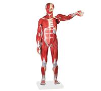 Modelo anatómico humano de media escala, que incluye músculos y órganos, un esqueleto extraíble de 27 partes con músculos y vísceras. Humano Extraíble