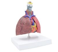 Modelo anatómico humano de pulmón para enfermedades, estudio de anatomía respiratoria, muestra de tiroides, corazón, pulmones