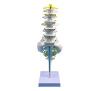 Modelo anatómico humano de tamaño real, vértebra cervical, columna vertebral con arteria del cuello, disco óseo occipital, nervio, médicos, modelos de enseñanza, vértebra, columna vertebral flexible