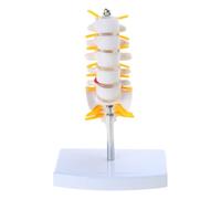 Modelo anatómico humano de tamaño real, vértebra cervical, columna vertebral con arteria del cuello, disco óseo occipital, nervio, médicos, modelos de enseñanza, vértebra, columna vertebral flexible