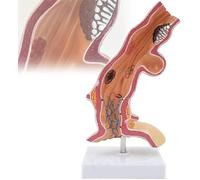 Modelo anatómico Humano, Modelo anatómico de anatomía esofágica, réplica for educación en anatomía y fisiología, Modelo del Departamento de anatomía médica de esófago y Sistema digestivo
