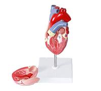 Modelo anatómico humano para investigación científica - Pantalla detallada | Modelo anatómico humano para investigación, pantalla completa de anatomía de 4 partes para educación y formación