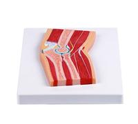 Modelo anatómico instructivo de articulación del codo con músculo detallado y estructura de ligamentos para estudios de anatomía de codo