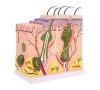 Modelo anatómico La piel 50X ampliada modelo de piel humana anatómica 3D para materiales de enseñanza anatomía biología escolares estudios de laboratorio
