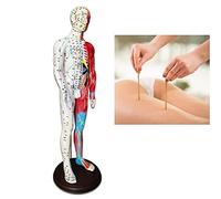 modelo anatómico, Materiales de formación, enseñanza y tratamiento puntos presión meridianos for acupunturistas otros profesionales médicos