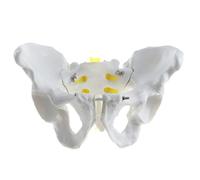 Modelo anatómico médico del esqueleto de la pelvis femenina y masculina for la enseñanza y la educación en anatomía humana.(Male)