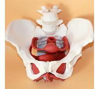 Modelo anatómico médico del esqueleto de la pelvis femenina y masculina for la enseñanza y la educación en anatomía humana.(Female)