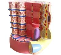 Modelo anatómico microscópico de fibra muscular esquelética humana, muestra fibras de colágeno y modelo de anatomía de tamaño real de fibra reticulada para estudiantes de ciencia y tecnología.