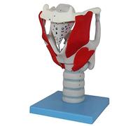 Modelo anatómico Modelo ampliado de la Estructura y función laringe Humana - anatómico Garganta Indicador 24 Partes for enseñanza presentación anatomía