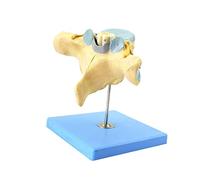 Modelo anatómico Modelo ampliado de vértebras cervicales humanas con médula espinal y Nervios espinales. anatómico neuroortopedia. Enseñanza