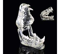 Modelo anatómico, Modelo anatómico de Diente Perro Molde Canino mandíbula Canina Transparente Demostración enseñanza anatómica Enseñanza Odontología Animal Regalo médico