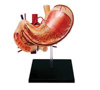 modelo anatómico, Modelo anatómico de estómago 4D for armar - Anatomía órganos humanos, modelo desmontable 12 partes for uno mismo for enseñanza, exhibición y regalos
