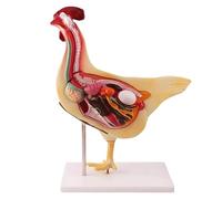 Modelo anatómico, Modelo anatómico de gallina desmontable 3D, kit modelo esqueleto y anatomía pollo, simulación órgano