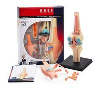 Modelo anatómico, Modelo anatómico de los órganos la articulación rodilla humana for enseñanza médica Rompecabezas DIY Ensamblaje juguetes Ayuda for capacitación educativa y herramienta