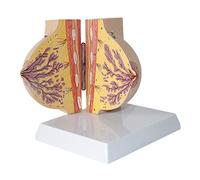 modelo anatómico, Modelo anatómico de mama humana, que muestra la estructura del perfil femenina en reposo, compuesto 2 partes for demostración didáctica