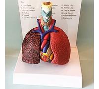 modelo anatómico, Modelo anatómico de órganos humanos: laringe, corazón, pulmón. del sistema respiratorio humano. Modelos médicos garganta. PVC. Apoyo en la educación