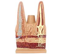 Modelo anatómico Modelo anatómico de vellosidades del intestino Delgado Humano - Modelos científicos anatomía Humana, Aparato didáctico PVC Pintado for, Material for demostraciones