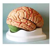 modelo anatómico, Modelo anatómico del cerebro humano en 10 partes, modelo desmontado, herramienta didáctica médica for el estudio y la exhibición aula de ciencias