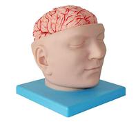 modelo anatómico, Modelo anatómico del cerebro humano, modelo desmontable de 9 partes con logotipo digital, utilizado en clases ciencias como didáctico y estudio