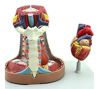 modelo anatómico, Modelo anatómico del corazón. Anatomía esternón, timo y mediastino. sistema respiratorio. Material didáctico e investigación