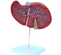 modelo anatómico, Modelo anatómico del hígado, modelo de conductos biliares intrahepáticos y extrahepáticos, ampliado sistema digestivo la vesícula biliar