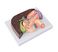 modelo anatómico, Modelo anatómico del hígado, modelo de hepatopáncreas y duodeno, vesícula biliar páncreas. Departamento Aparato Digestivo for Ciencias Médicas