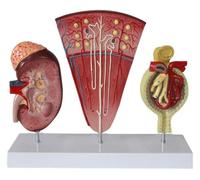Modelo anatómico, Modelo anatómico del sistema urinario glomerular for adorno de laboratorio exhibición enseñanza escolar