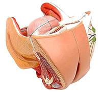 Modelo anatómico Modelo anatómico del útero, Aparato Reproductor Interno y Externo Femenino - Modelo de planificación Familiar Utilizado for la enseñanza educación médica