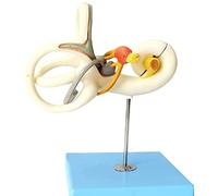 modelo anatómico, Modelo anatómico desmontable en 2 partes, sistema auditivo, indicador, aumento 18X, apto for la enseñanza médica