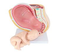 modelo anatómico, Modelo anatómico médico de pelvis femenina embarazada con feto 9 meses a tamaño natural, órganos extraíbles, 4 partes, pintado a mano