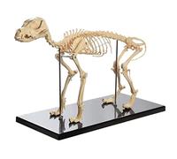 Modelo anatómico Modelo anatómico, Modelo didáctico de anatomía Canina, Esqueleto canino for biología Humana, Herramienta demostración Veterinaria, PVC avanzado