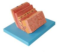 Modelo anatómico, Modelo de ampliación la pared del estómago Sistema digestivo - Material PVC Anatómico gástrico