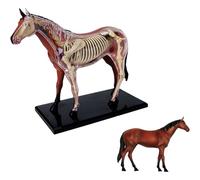 Modelo anatómico, Modelo de anatomía 4D caballo 26 secciones de órganos animales inteligencia juguete educativo enseñanza DIY