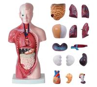 modelo anatómico, Modelo de anatomía del torso humano, con 15 piezas extraíbles