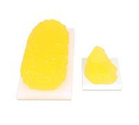 Modelo anatómico, Modelo de anatomía grasa tamaño natural - tejido graso for nutricionista, curso ciencias anatómicas for estudiantes medicina, 1, lb/5 lb