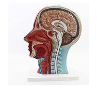 Modelo anatómico Modelo de anatomía Humana Modelo de anatomía con Tejido neurovascular e identificación Digital (Tamaño: 27x20x10 cm) (Tamaño: 27 x 20 x 10 cm) (27 x 20 x 10 cm)