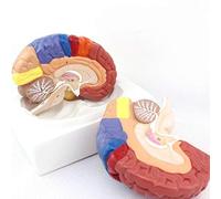 modelo anatómico, Modelo de áreas funcionales la corteza cerebral, modelo anatómico del tejido humano, incluye base for enseñanza médica
