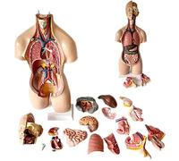 modelo anatómico, Modelo de busto humano, 55 cm/27,1 pulgadas. torso, diafragma torácico, corazón, anatómico, PVC, for uso médico y biológico (19 piezas desmontables)
