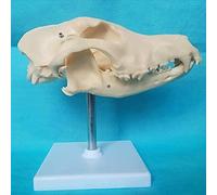 Modelo anatómico, Modelo de cabeza cráneo animal - anatómico hueso natural perro esqueleto canino médico for modelo enseñanza médica veterinaria