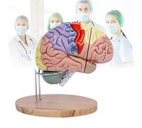 Modelo anatómico Modelo de Cerebro en 4 Partes con Etiquetas y Base exhibición. anatómico Humano a tamaño Real código Colores for el Estudio Aula Ciencias