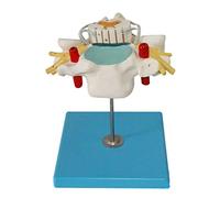modelo anatómico, Modelo de columna cervical humana con médula espinal y nervios espinales, modelo anatómico neuroortopédico. Incluye 21 indicadores posición for la enseñanza médica