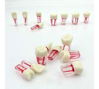 Modelo anatómico, Modelo de diente Dientes Anatómico Dental Endodoncia conducto radicular Tinción pared medular, un total 8 dientes, for práctica demostración enseñanza médica