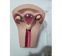 Modelo anatómico Modelo de Entrenamiento de DIU Modelo de Entrenamiento de Dispositivo anticonceptivo intrauterino Simulador de práctica Femenina Modelo de Entrenamiento de ginecología para suminist