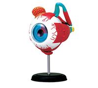 modelo anatómico, Modelo de estudio órganos humanos: anatómico del globo ocular - Educación médica Desmontaje y montaje 32 piezas for la enseñanza