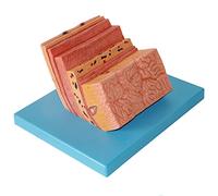 modelo anatómico, Modelo de la pared del estómago humano - ampliación sistema digestivo anatómico gástrico PVC for uso escolar, como herramienta exhibición y material didáctico médico