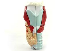 modelo anatómico, Modelo de laringe humana, ampliado 2 veces. anatómico médico del músculo laríngeo, cartílago y cavidad laríngea