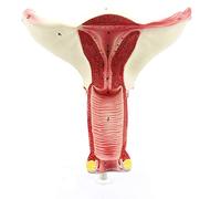 modelo anatómico, Modelo de ovario y trompas Falopio, utilizado for la enseñanza anatómica médica uterina ginecológica, simulación comunicación médico-paciente