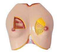 Modelo anatómico, Modelo de seno femenino - anatomía humana anatómico PVC órgano humano for ayuda a la formación en enseñanza médica