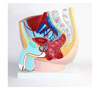 Modelo anatómico Modelo de Sistema urinario reproductivo Masculino Modelo de anatomía pélvica Masculina del Modelo de sección sagital